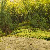 close up of green moss on a log.