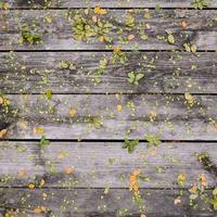 overhead of fallen leaves.