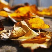 close up of fallen leaves.